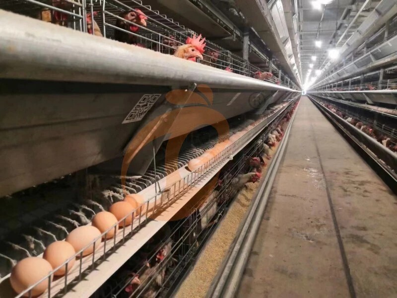 Fully Automatic H Type Layer Chicken Cage3-3 Fully Automatic H Type Layer Chicken Cage3-3
