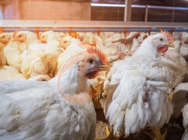 Broiler Deep Litter System Selection for Modern Poultry Housing Broiler Deep Litter System Selection for Modern Poultry Housing