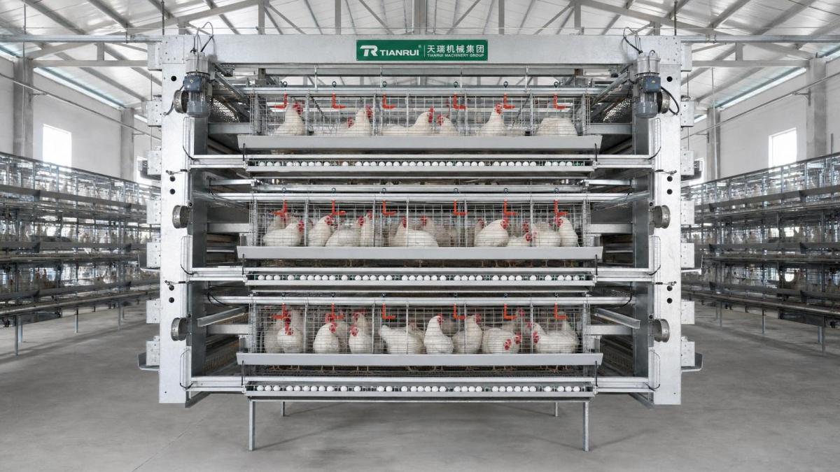H type battery cage system for layer chickens in a commercial poultry house H type battery cage system for layer chickens in a commercial poultry house