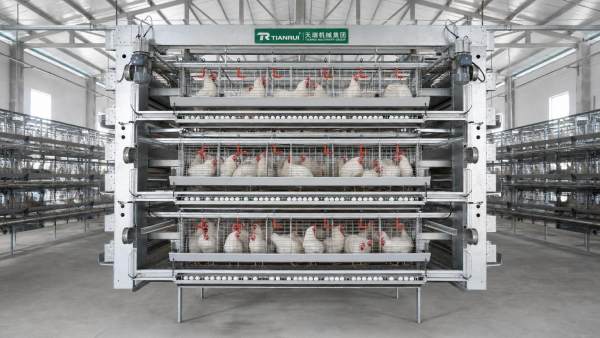 Battery Cage System for Layers: Price, Capacity and Buying Guide Battery Cage System for Layers: Price, Capacity and Buying Guide