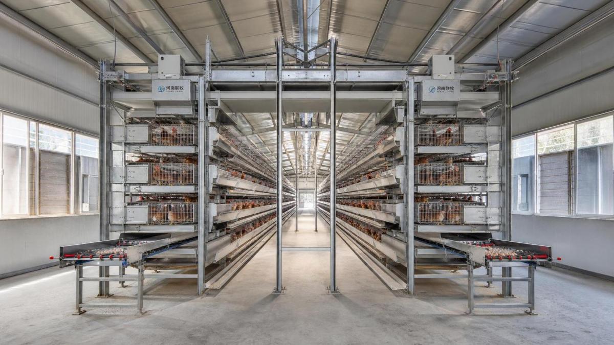 Battery Cage System In Poultry: Practical Guide for Poultry Buyers