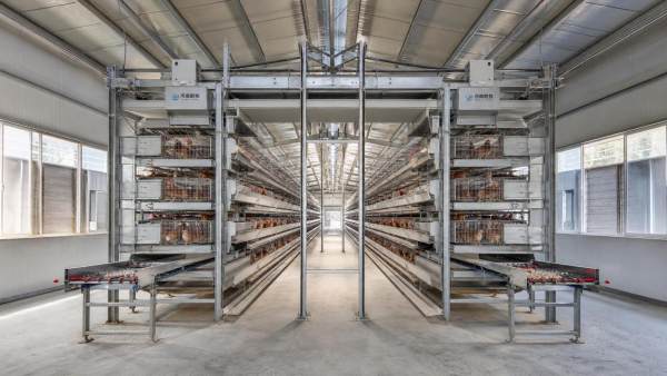 Battery Cage System In Poultry: Practical Guide for Poultry Buyers