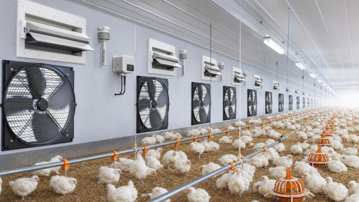 Variable Speed Farm Ventilation for Broiler Houses: When Is It Worth Upgrading? Variable Speed Farm Ventilation for Broiler Houses: When Is It Worth Upgrading?