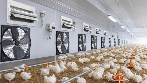 Variable Speed Farm Ventilation for Broiler Houses: When Is It Worth Upgrading? Variable Speed Farm Ventilation for Broiler Houses: When Is It Worth Upgrading?