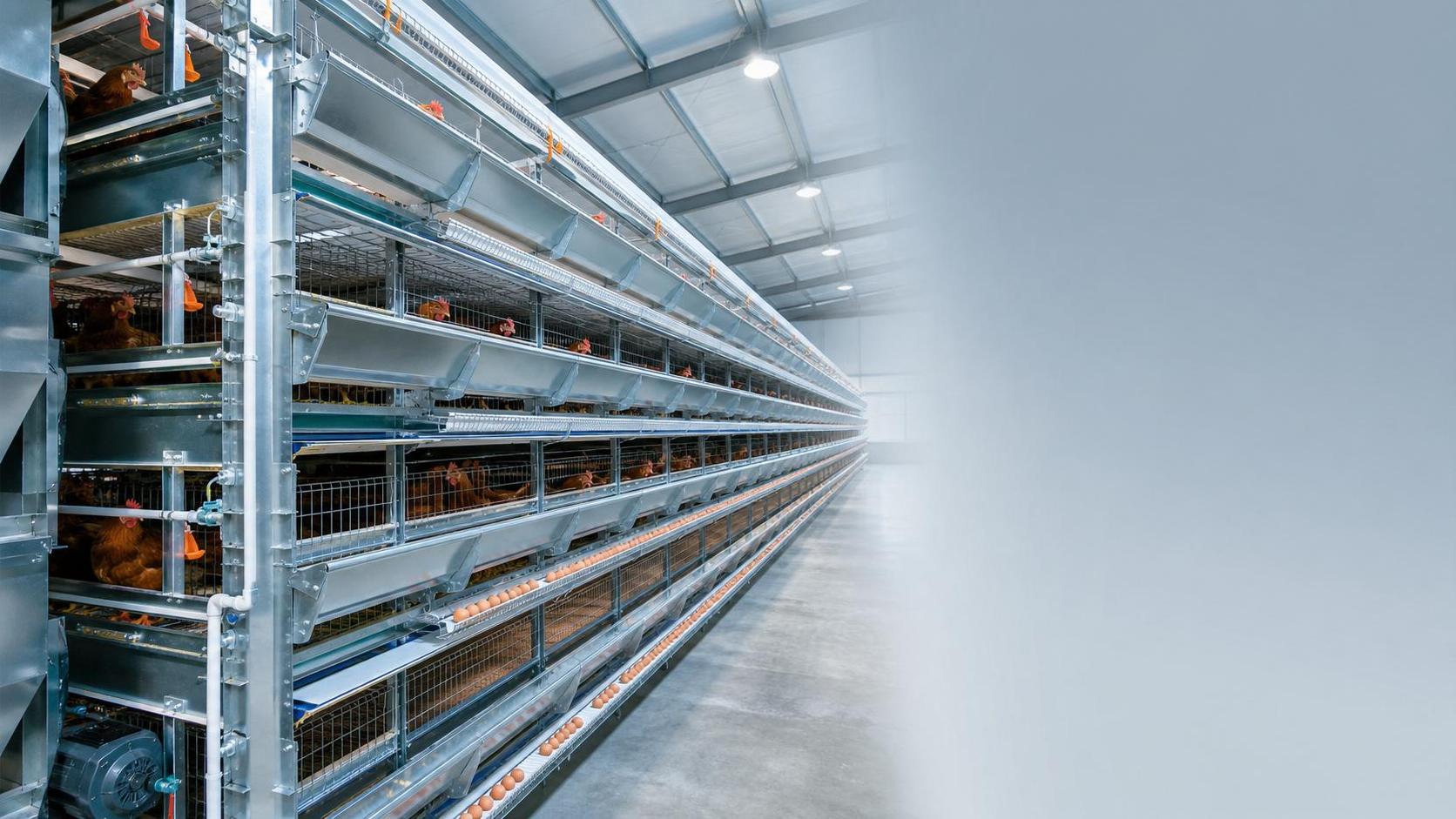Layer Poultry Caging Systems: What to Compare Before Choosing Capacity and Layout