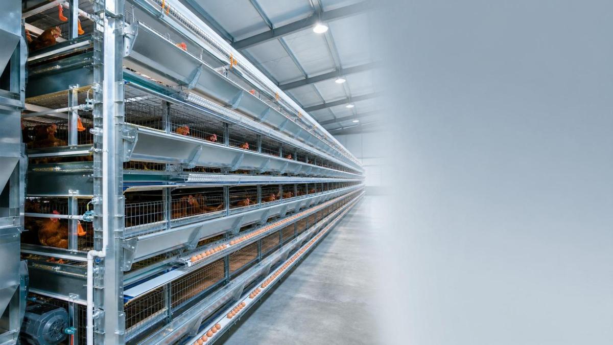 Layer Poultry Caging Systems: What to Compare Before Choosing Capacity and Layout Layer Poultry Caging Systems: What to Compare Before Choosing Capacity and Layout