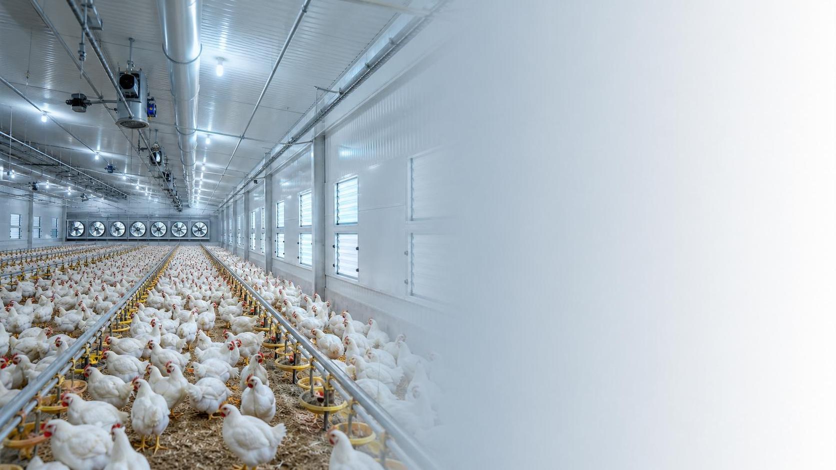How Negative Pressure Poultry Housing Works and Which Farm Conditions It Fits Best