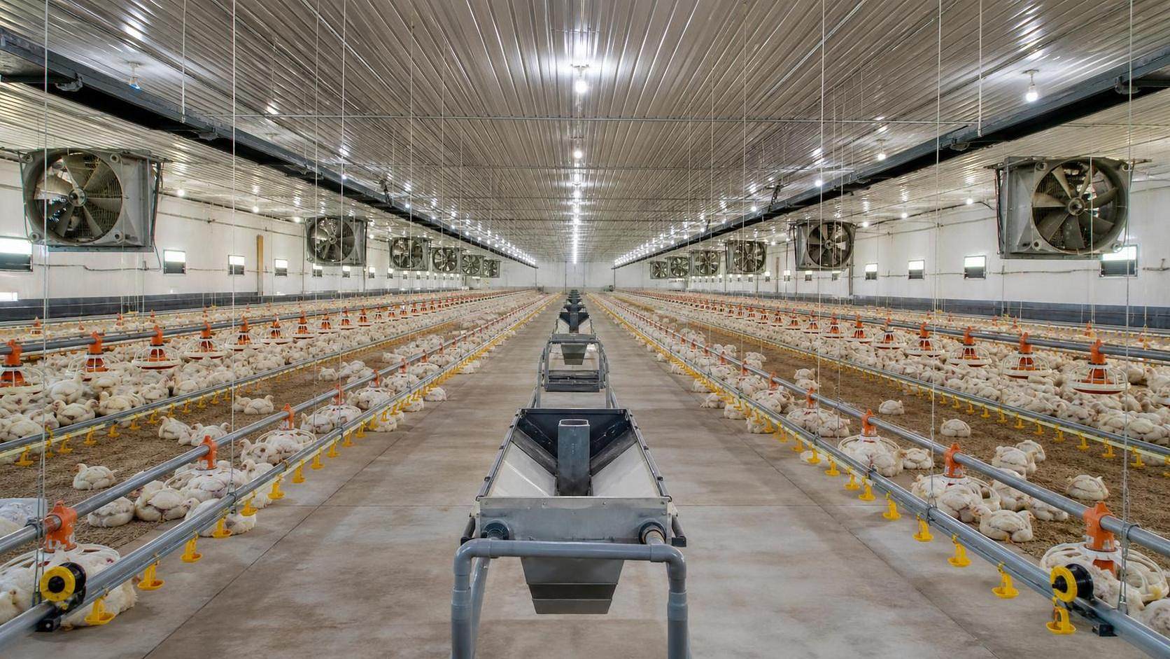 2026 Poultry Farm Equipment Cost Trends and Practical Buying Priorities