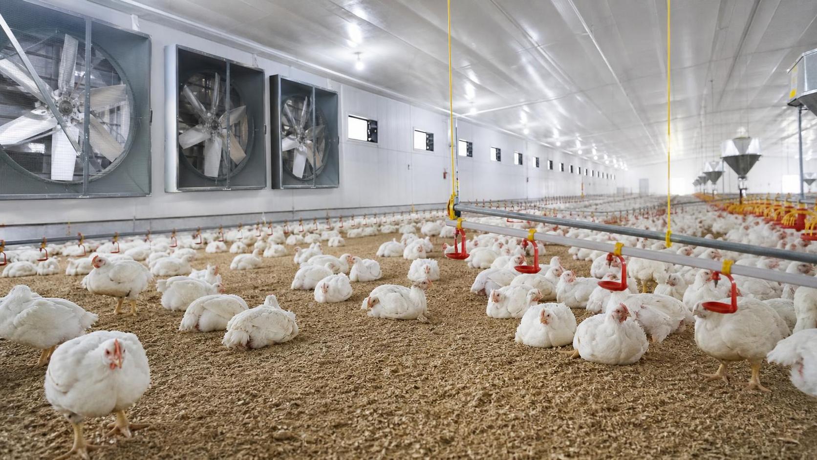 Poultry Ventilation for Broilers: How to Balance Airflow, Temperature, and Litter Quality