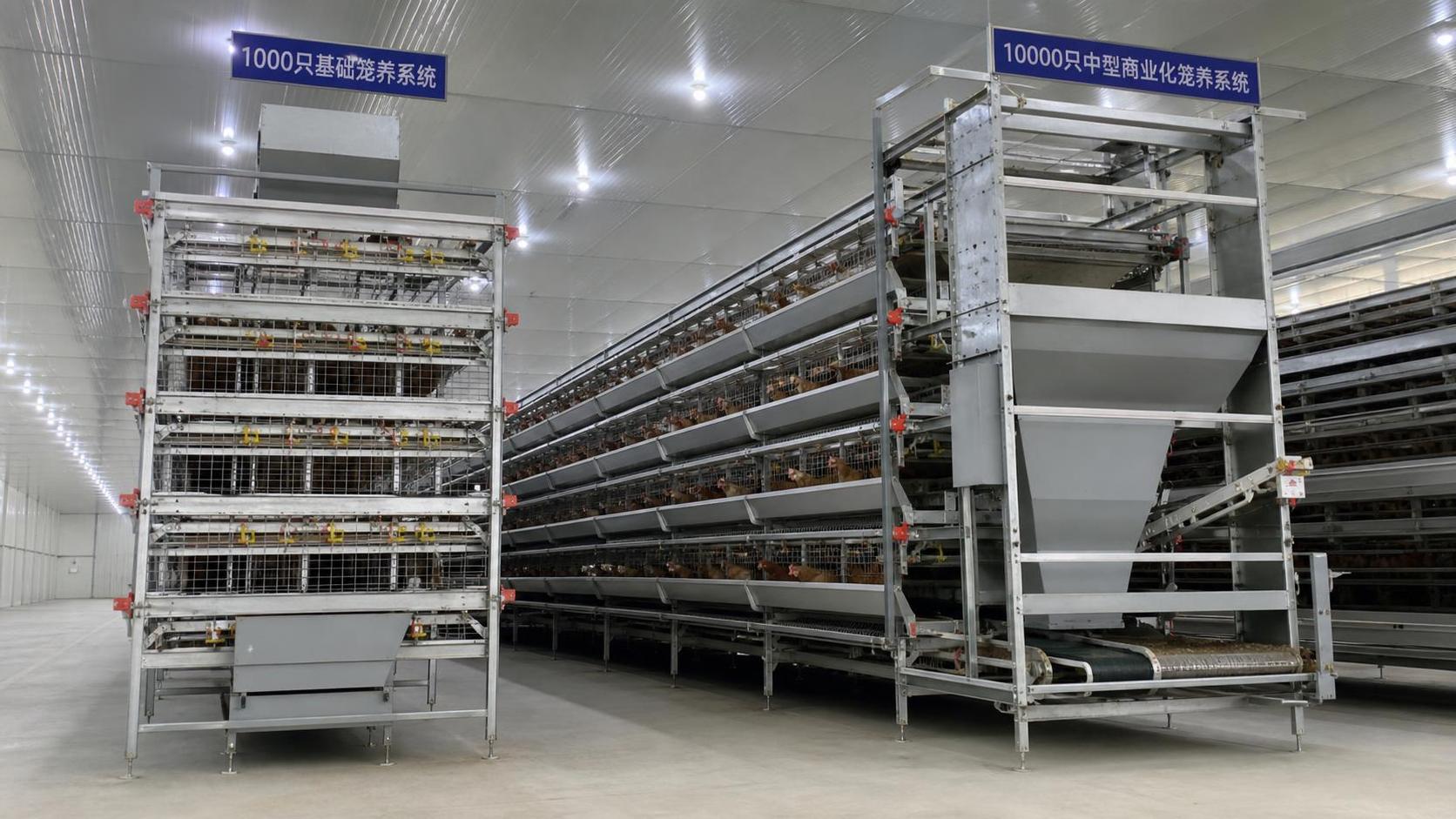 Battery Cage Price in 2026: What Changes Between 1,000 and 10,000 Birds