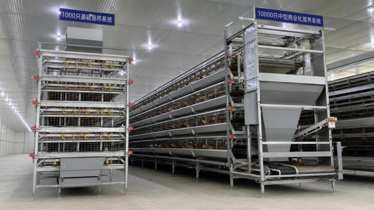 Battery Cage Price in 2026: What Changes Between 1,000 and 10,000 Birds