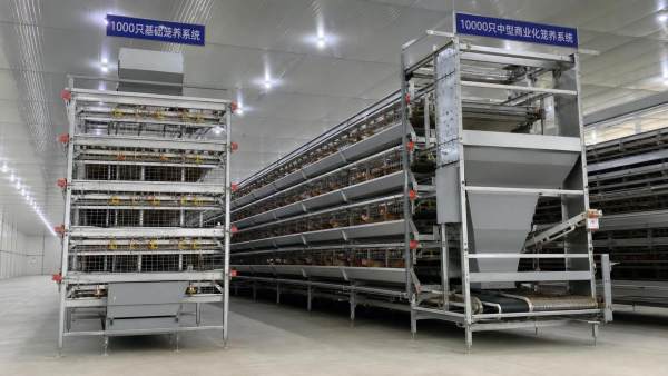Battery Cage Price in 2026: What Changes Between 1,000 and 10,000 Birds