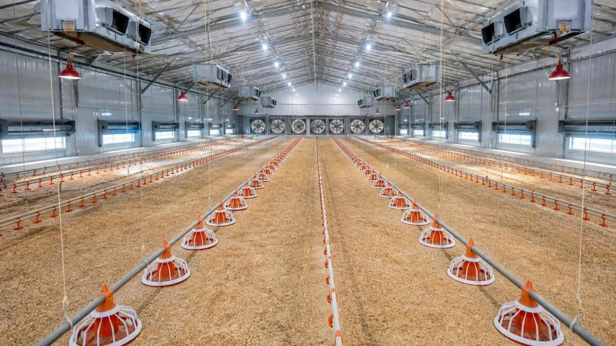 Planning Equipment Fit-Out in a 1,000-Broiler House Before Procurement