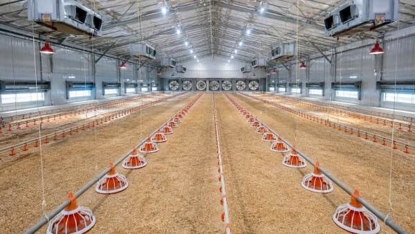 Planning Equipment Fit-Out in a 1,000-Broiler House Before Procurement