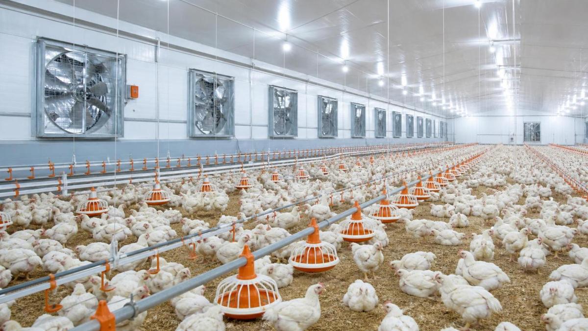 How to Choose Broiler Farm Equipment for Better Feed Conversion and Bird Welfare How to Choose Broiler Farm Equipment for Better Feed Conversion and Bird Welfare