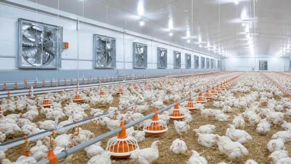 How to Choose Broiler Farm Equipment for Better Feed Conversion and Bird Welfare How to Choose Broiler Farm Equipment for Better Feed Conversion and Bird Welfare