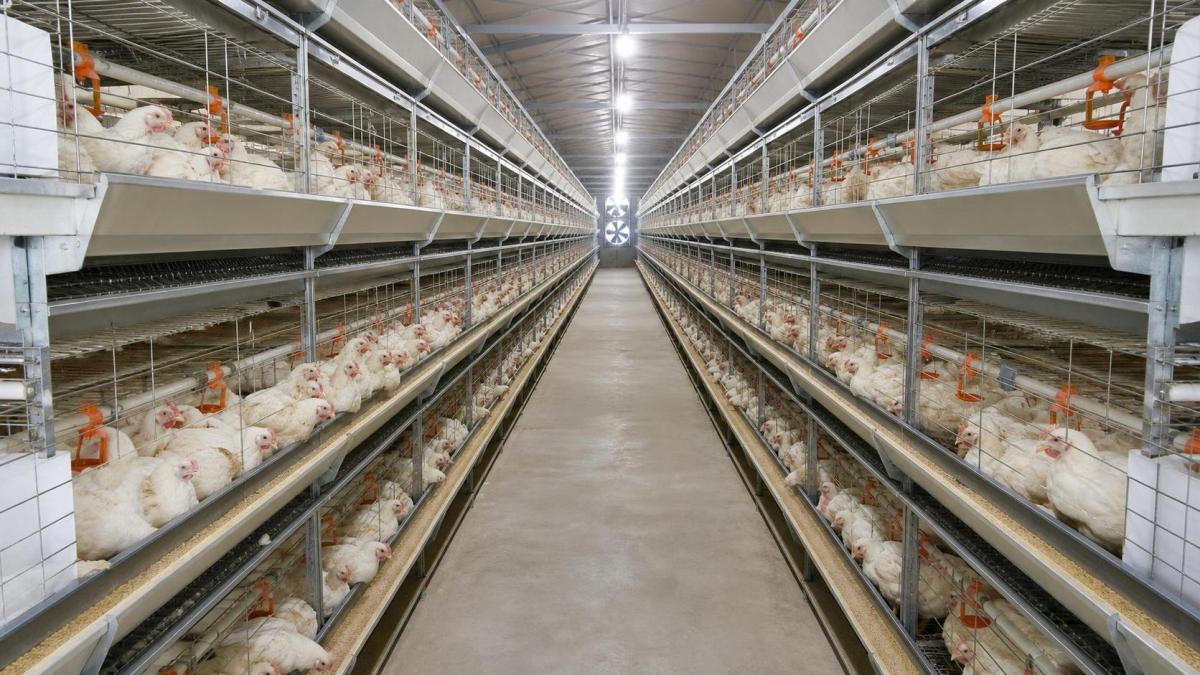 When Broiler Cage Dimensions Cause Stocking Problems and Uneven Bird Growth