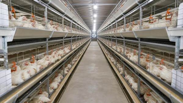 When Broiler Cage Dimensions Cause Stocking Problems and Uneven Bird Growth
