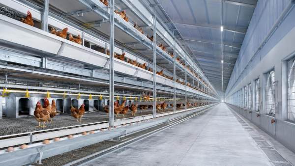 Aviary Systems Compared: Which Design Fits Cage-Free Commercial Poultry Production? Aviary Systems Compared: Which Design Fits Cage-Free Commercial Poultry Production?