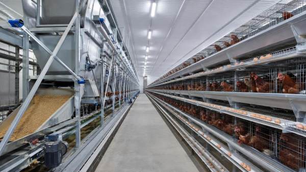Automatic Layer Chicken Cage Maintenance: Checks That Limit Downtime Automatic Layer Chicken Cage Maintenance: Checks That Limit Downtime