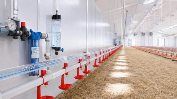 Selecting a Nipple Drinking System for Broiler and Layer Houses Selecting a Nipple Drinking System for Broiler and Layer Houses