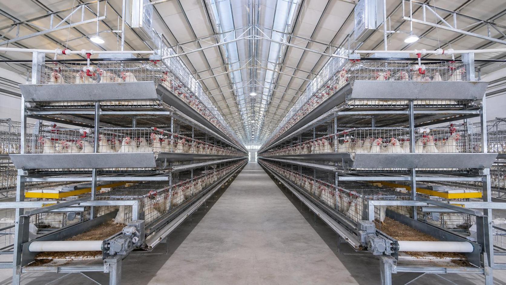 Automation Trends in Broiler Chicken Cage Systems for High-Volume Poultry Operations
