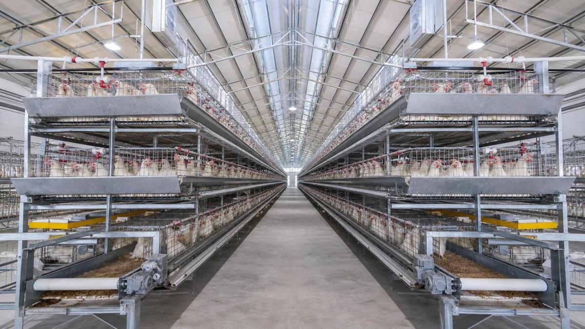 Automation Trends in Broiler Chicken Cage Systems for High-Volume Poultry Operations Automation Trends in Broiler Chicken Cage Systems for High-Volume Poultry Operations