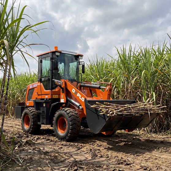 Sugarcane grove