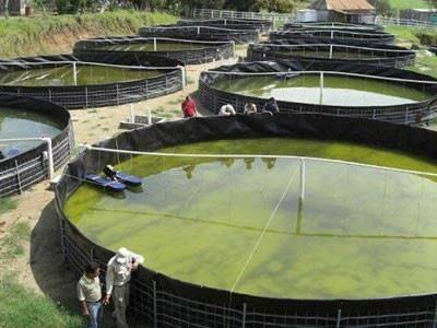PVC Geomembrane