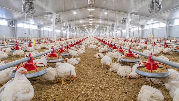 Poultry Farming Equipment Mistakes That Raise Daily Feed Costs
