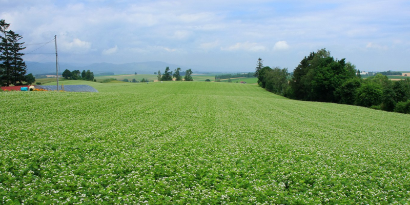 How to Fertilizer Wheat