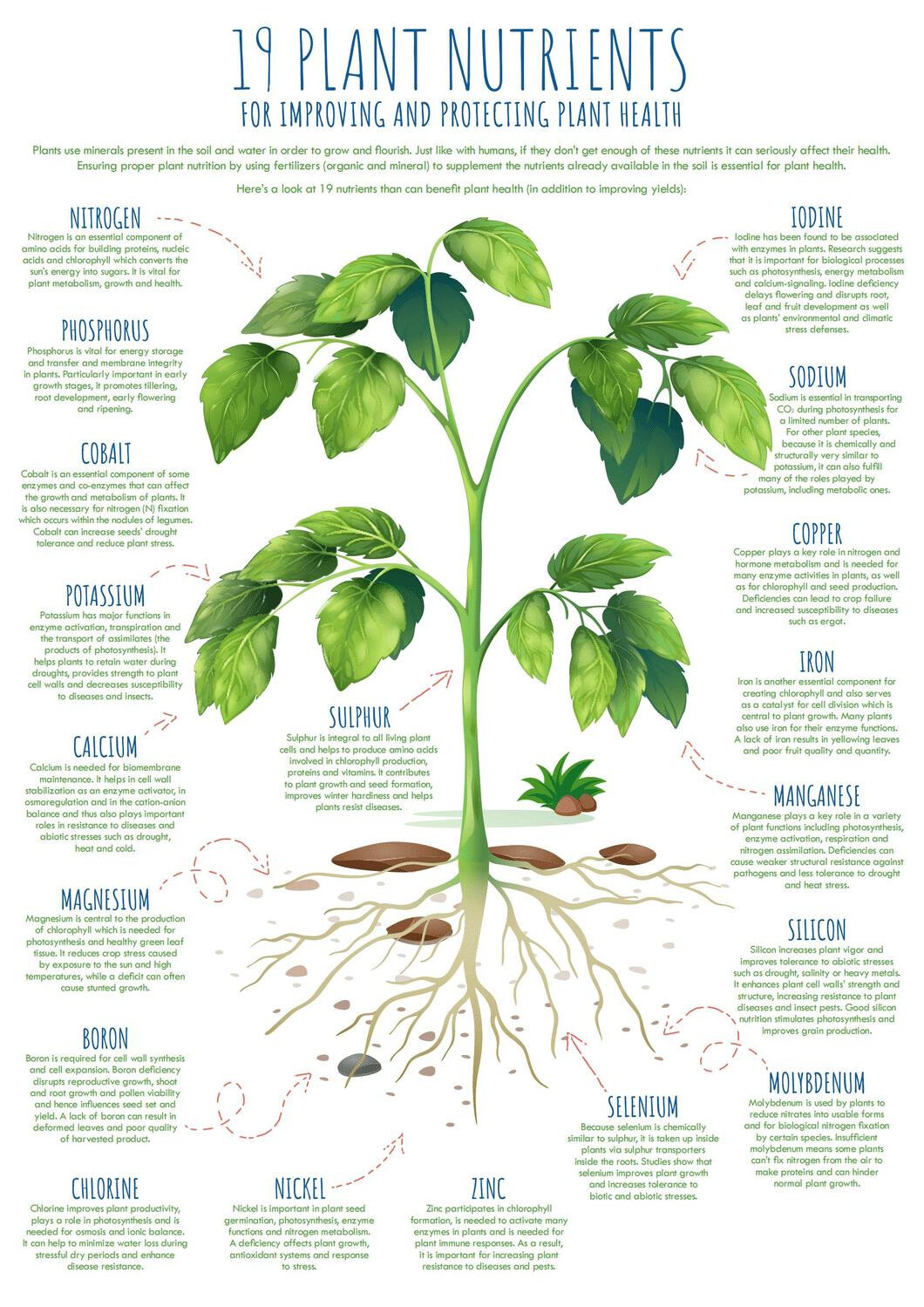 Organic Fertilizer