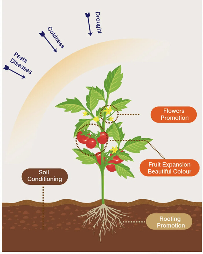 Amino acid water soluble fertilizer