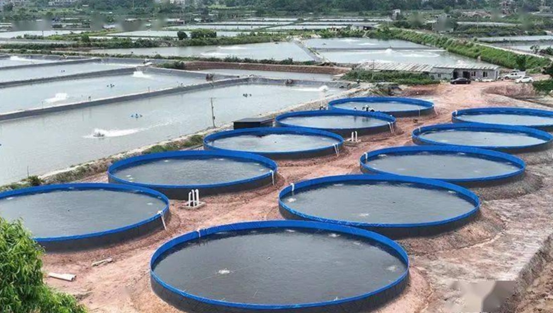 Ecological treatment of aquaculture effluent for 