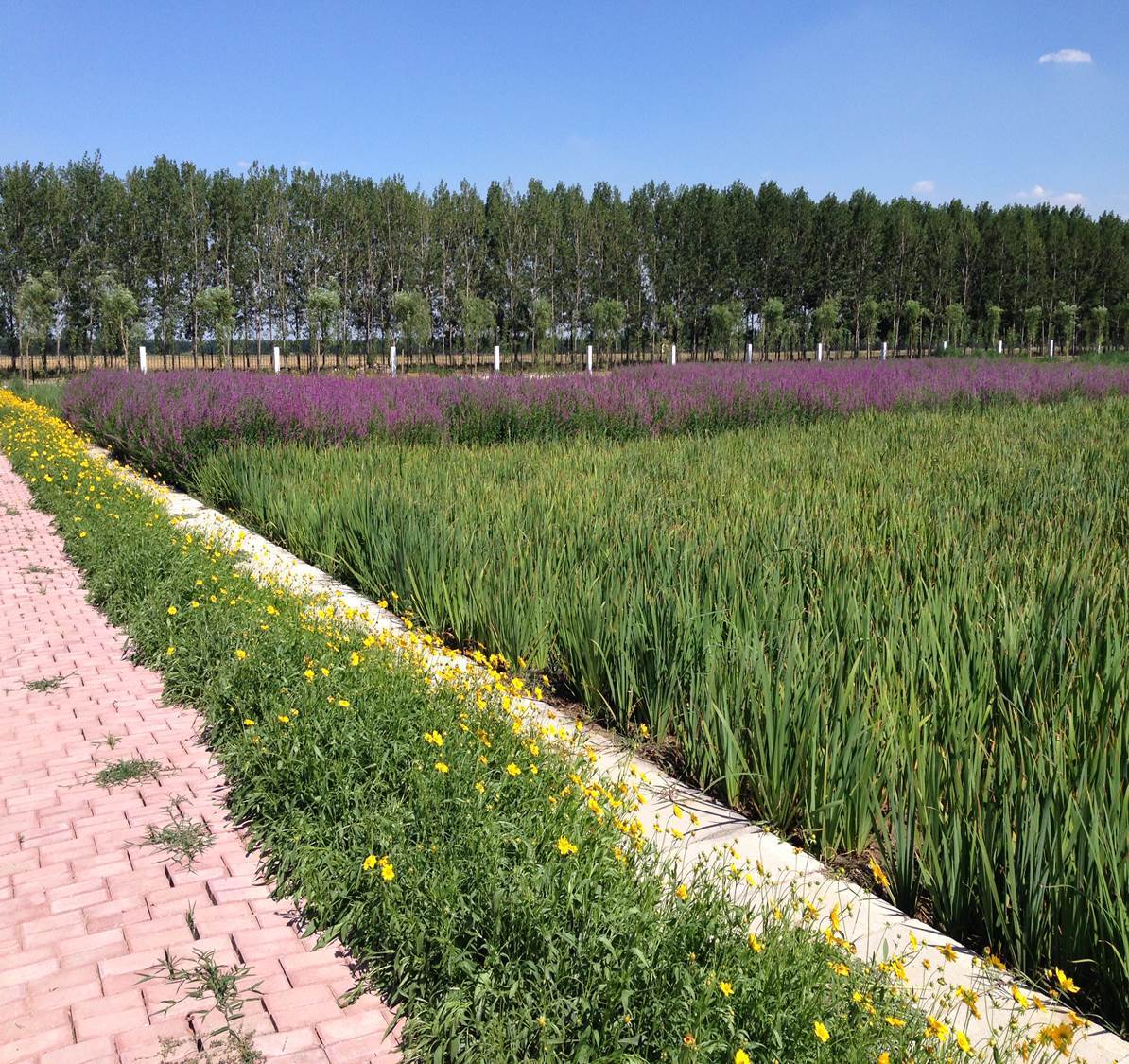 Application scenario 3 Ecological purification of unpowered domestic sewage in artificial wetlands Application scenario 3 Ecological purification of unpowered domestic sewage in artificial wetlands