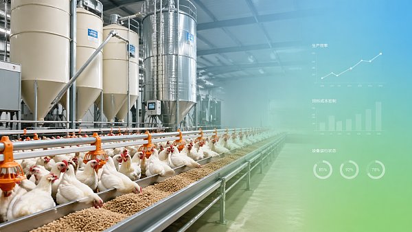 How to cut feed costs in poultry farming?