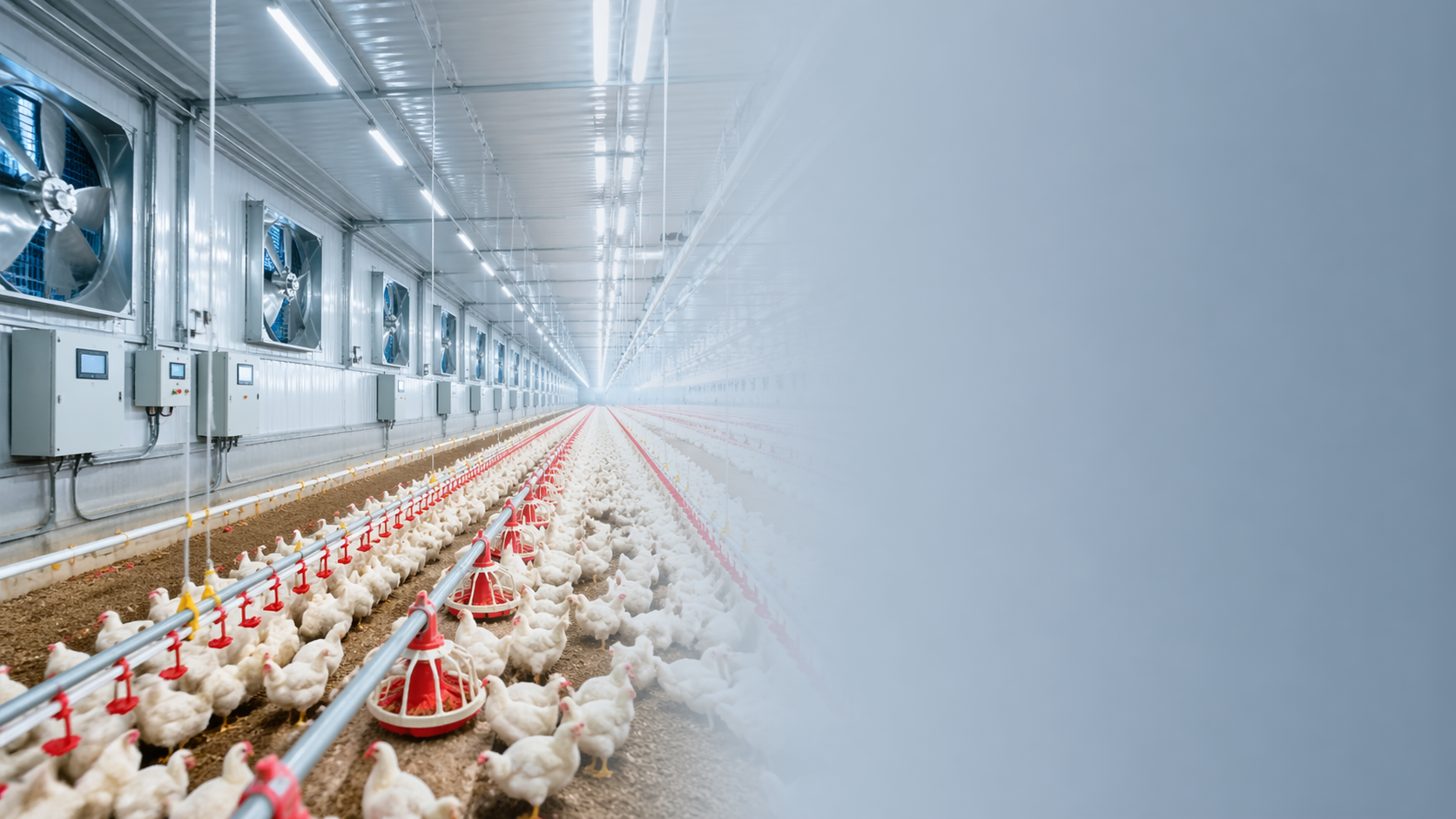 How to choose equipment for poultry farming?