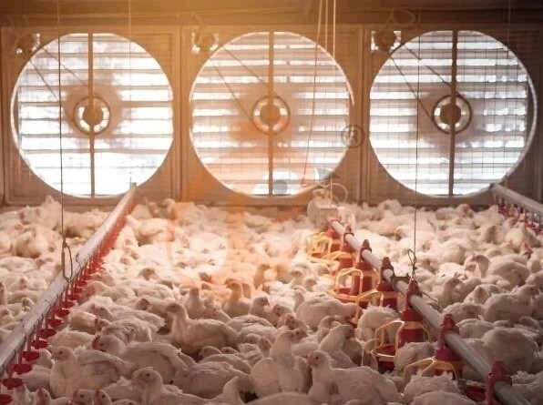 Poultry Ventilation And Temperature Control System1 Poultry Ventilation And Temperature Control System1