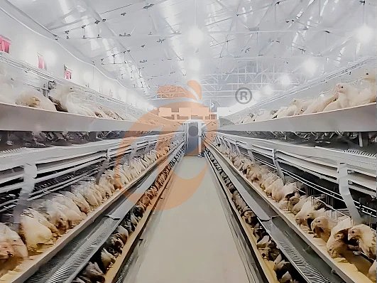 Bridging Capital Boundaries: The Strategic Role of Semi Automatic H Type Layer Chicken Cage Systems in Developing Poultry Economies