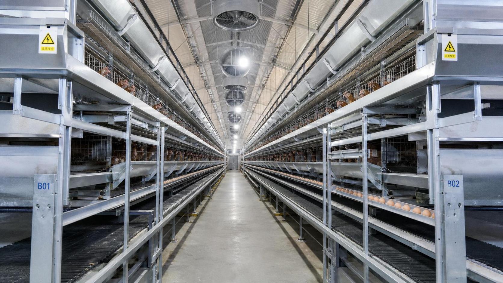 The Evolution of High-Density Rearing: Structural Mechanics in Modern Battery Cages