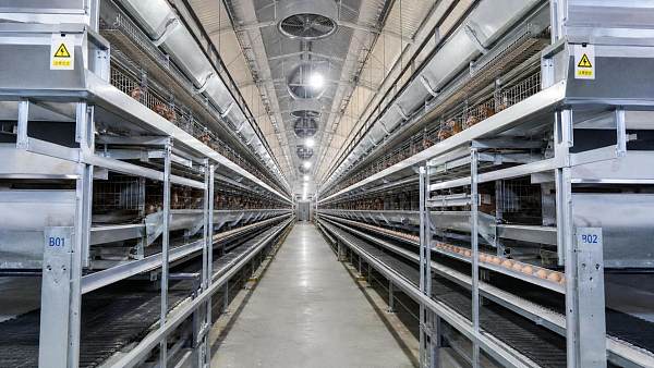 The Evolution of High-Density Rearing: Structural Mechanics in Modern Battery Cages