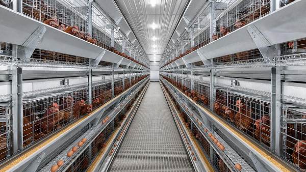 Evaluating CAPEX and ROI: The Impact of ISO and CE Certifications on Layer Cages