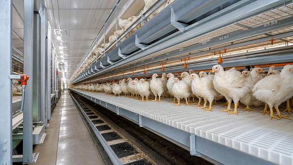 The Paradigm Shift in Meat Production: Broiler Cage Systems vs. Traditional Floor Raising