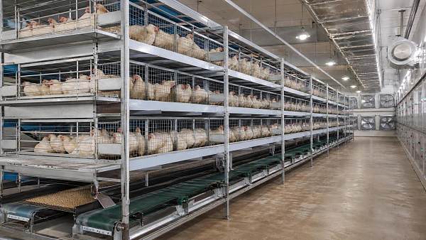 Maximizing Yield in Meat Production: An ROI Analysis of Commercial Chicken Cages
