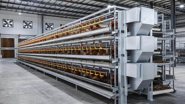 How to Choose a Poultry Equipment Manufacturer in China
