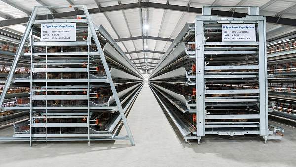 How to Choose a Poultry Cage System by Size, Capacity, and Layer Count