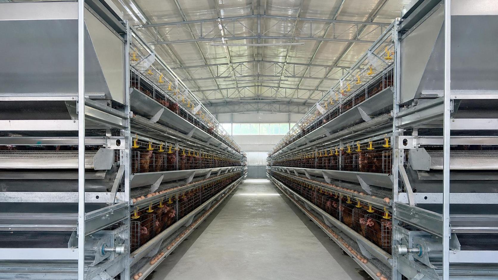 Key Safety and Quality Points in Chicken Battery Cage Design
