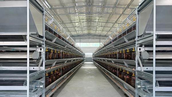 Key Safety and Quality Points in Chicken Battery Cage Design