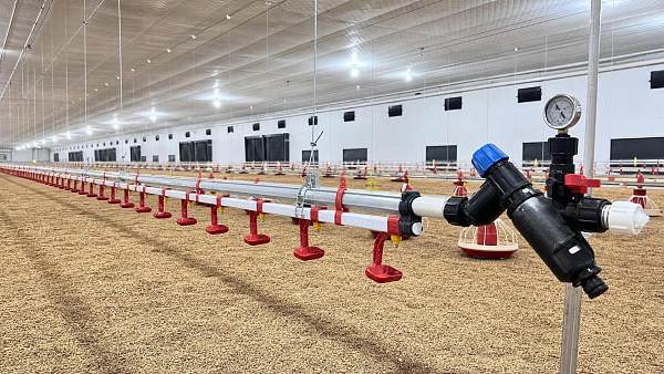 Poultry Nipple Drinker System Installation: Pipe Slope, Height, and Pressure Basics