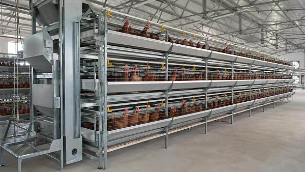 Comparing Layer Battery Cage Specifications Before Farm Equipment Procurement